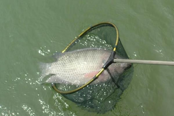 怎么钓罗非鱼上鱼快，鱼钩可用袖钩、海夕钩或伊豆钩