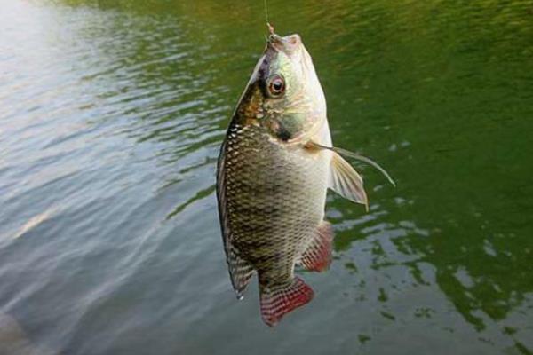 怎么钓罗非鱼上鱼快，鱼钩可用袖钩、海夕钩或伊豆钩