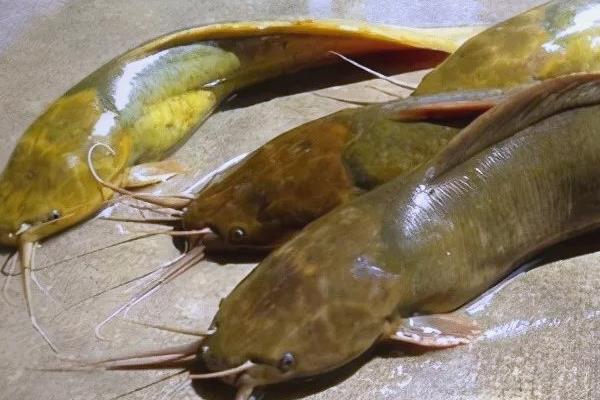 怎么钓罗非鱼上鱼快，鱼钩可用袖钩、海夕钩或伊豆钩