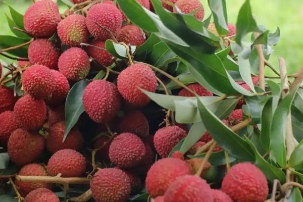 有哪些早熟荔枝品种，常见的有仙桃荔枝、香蜜早荔枝等