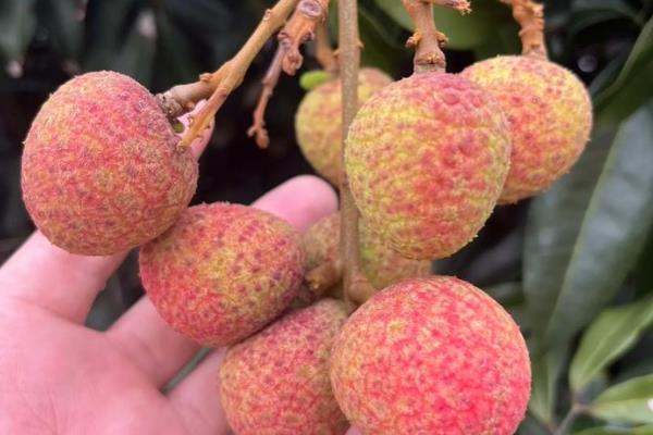 有哪些早熟荔枝品种，常见的有仙桃荔枝、香蜜早荔枝等