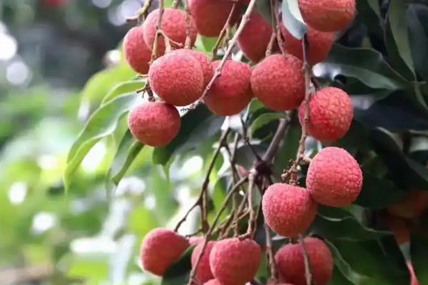 有哪些早熟荔枝品种，常见的有仙桃荔枝、香蜜早荔枝等