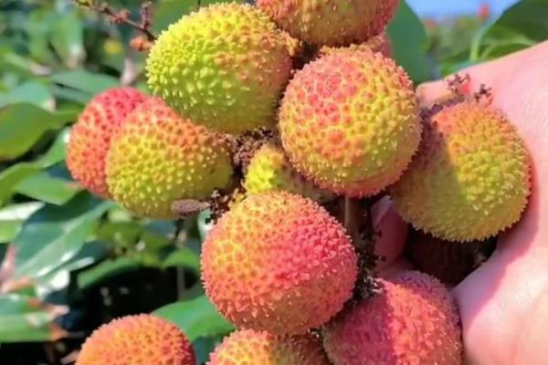 有哪些早熟荔枝品种，常见的有仙桃荔枝、香蜜早荔枝等