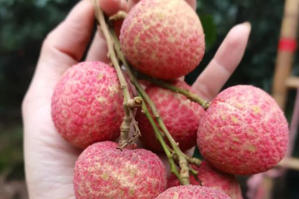 有哪些早熟荔枝品种，常见的有仙桃荔枝、香蜜早荔枝等