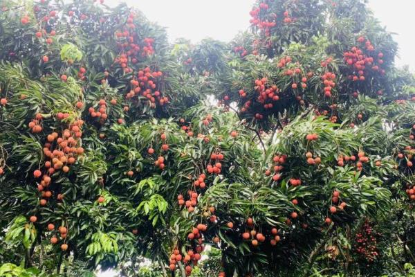 有哪些早熟荔枝品种，常见的有仙桃荔枝、香蜜早荔枝等