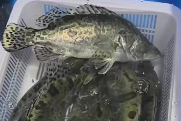 家养桂鱼冬季可以养多久，一般能存活1-2天