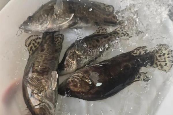 家养桂鱼冬季可以养多久，一般能存活1-2天