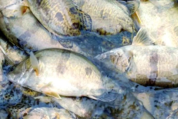 家养桂鱼冬季可以养多久，一般能存活1-2天