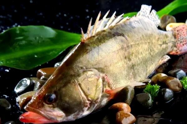 家养桂鱼冬季可以养多久，一般能存活1-2天