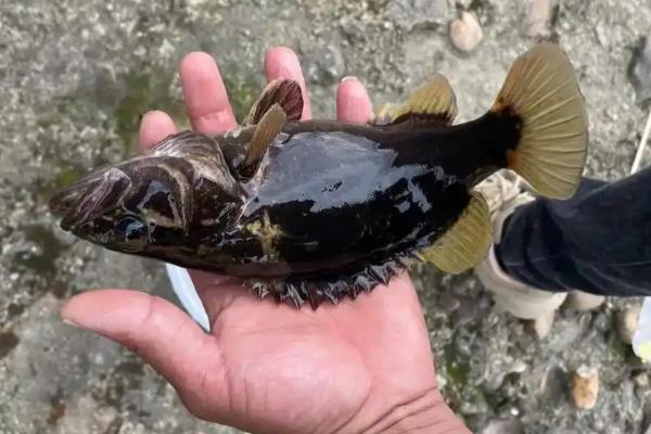 家养桂鱼冬季可以养多久，一般能存活1-2天