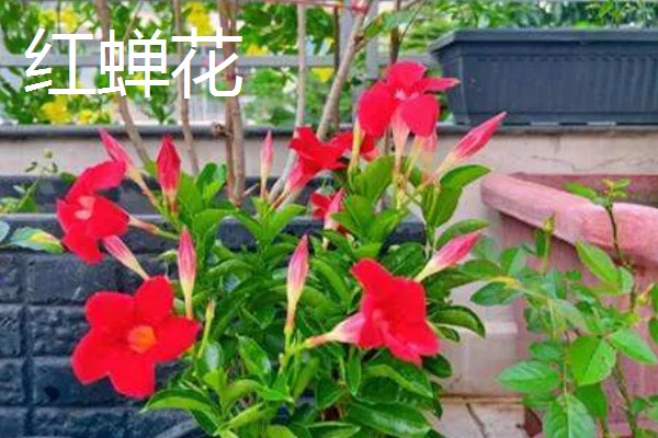 红蝉花与飘香藤有什么区别，其叶片和花朵均不同