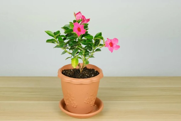 红蝉花与飘香藤有什么区别，其叶片和花朵均不同