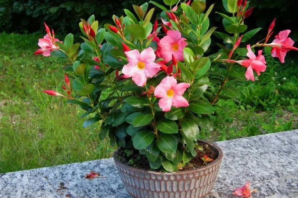 红蝉花与飘香藤有什么区别，其叶片和花朵均不同