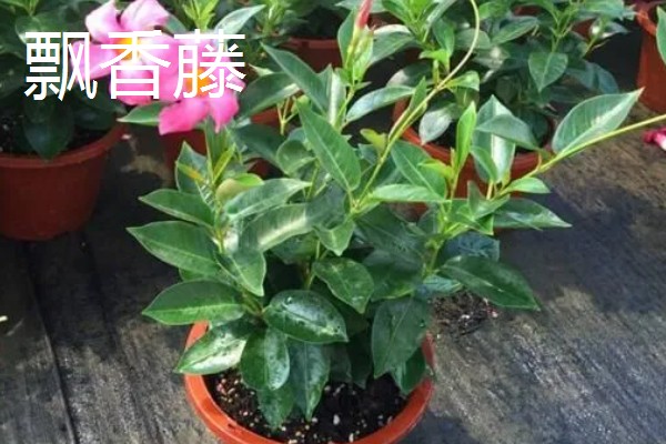 红蝉花与飘香藤有什么区别，其叶片和花朵均不同