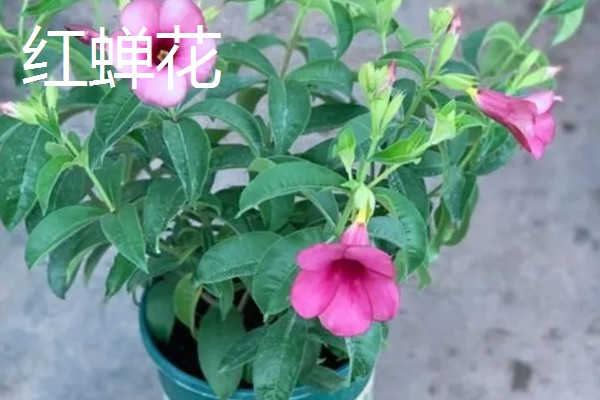 红蝉花与飘香藤有什么区别，其叶片和花朵均不同