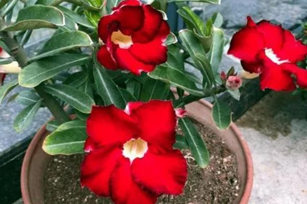 红蝉花与飘香藤有什么区别，其叶片和花朵均不同