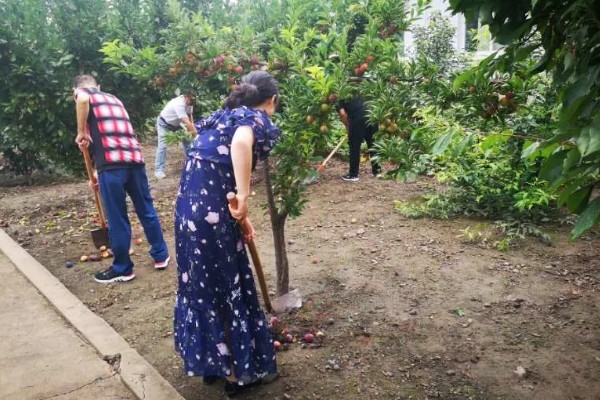 果树清园药剂怎么选择，清园药剂要渗透性强