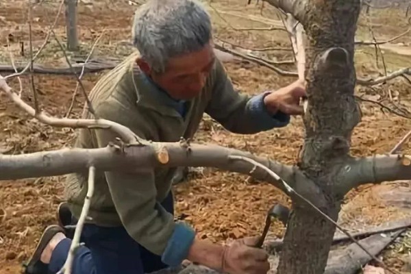 果树清园药剂怎么选择，清园药剂要渗透性强