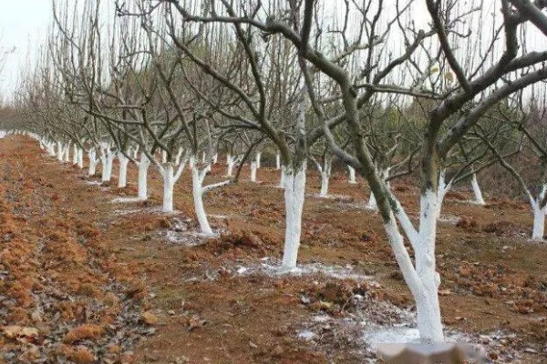 果树清园药剂怎么选择，清园药剂要渗透性强