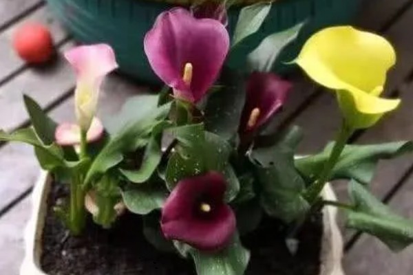 马蹄莲的养殖方法，土壤以沙壤土为主