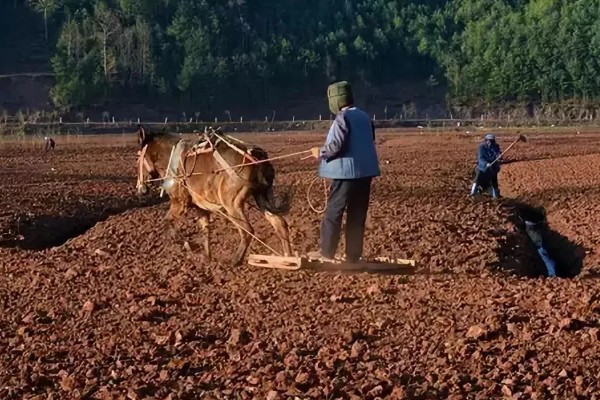 山核桃怎么种植，栽种幼树后要施足腐熟的农家肥