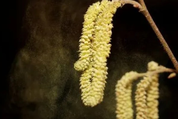 山核桃怎么种植，栽种幼树后要施足腐熟的农家肥