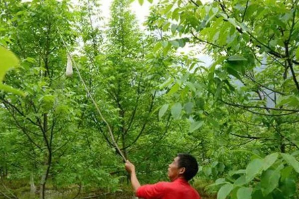 山核桃怎么种植，栽种幼树后要施足腐熟的农家肥