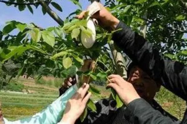 山核桃怎么种植，栽种幼树后要施足腐熟的农家肥
