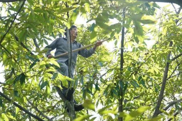 山核桃怎么种植，栽种幼树后要施足腐熟的农家肥