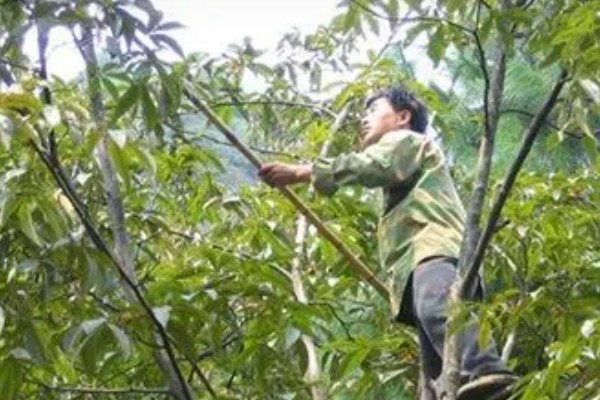 山核桃怎么种植，栽种幼树后要施足腐熟的农家肥