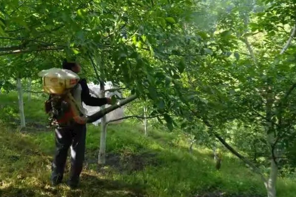 山核桃怎么种植，栽种幼树后要施足腐熟的农家肥