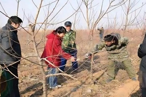 山核桃怎么种植，栽种幼树后要施足腐熟的农家肥