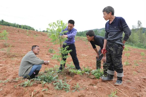 山核桃怎么种植，栽种幼树后要施足腐熟的农家肥