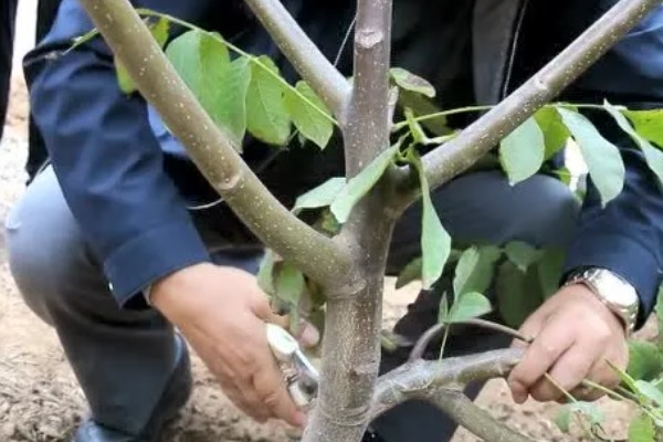 山核桃怎么种植，栽种幼树后要施足腐熟的农家肥