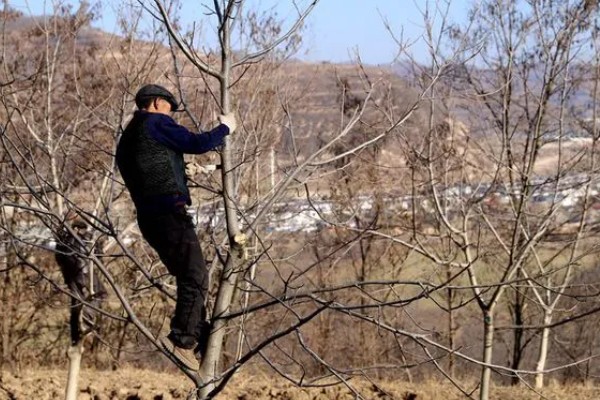 山核桃怎么种植，栽种幼树后要施足腐熟的农家肥