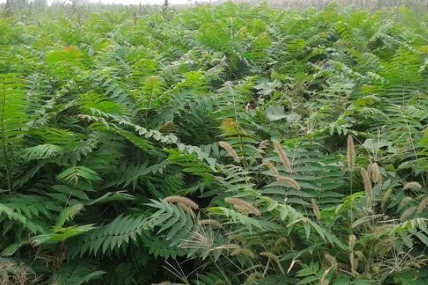 椿芽苗如何种植,要及时追施肥水