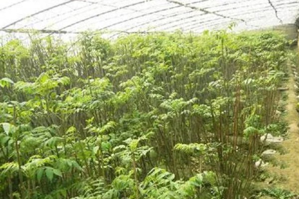 椿芽苗如何种植,要及时追施肥水