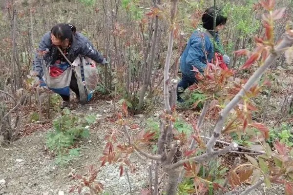 椿芽苗如何种植,要及时追施肥水