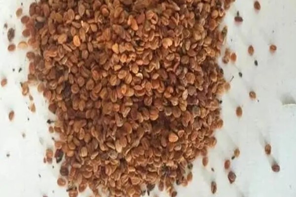 金银花种子的播种方法，开沟撒播后覆盖薄土