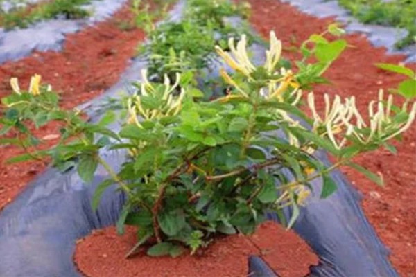 金银花种子的播种方法，开沟撒播后覆盖薄土