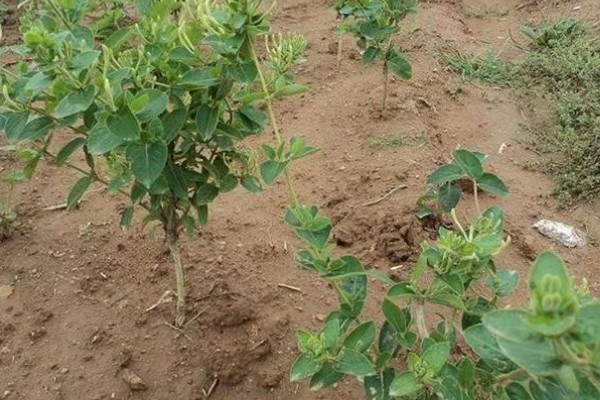 金银花种子的播种方法，开沟撒播后覆盖薄土