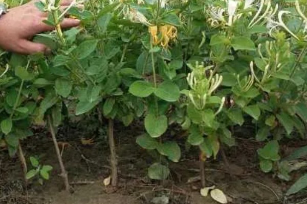 金银花种子的播种方法，开沟撒播后覆盖薄土