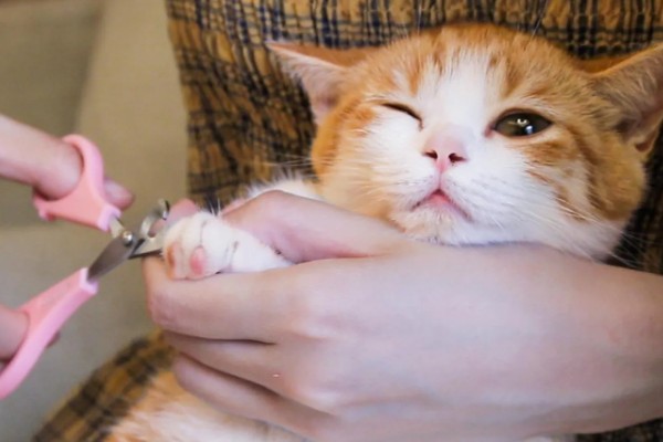 给猫咪剪指甲的诀窍,趁它打瞌睡的间隙修剪