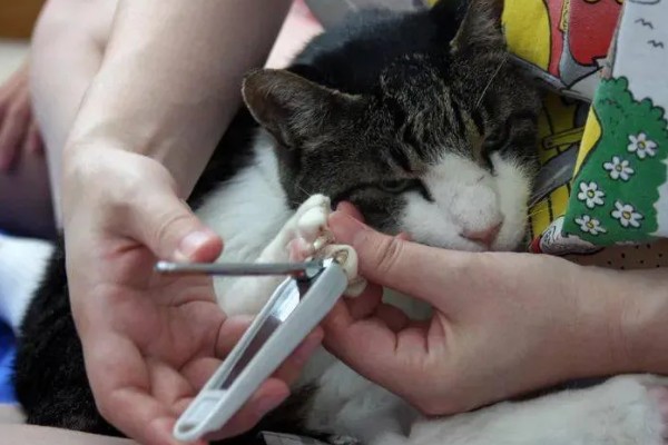 给猫咪剪指甲的诀窍,趁它打瞌睡的间隙修剪