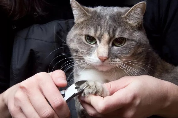 给猫咪剪指甲的诀窍,趁它打瞌睡的间隙修剪