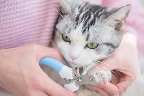 给猫咪剪指甲的诀窍,趁它打瞌睡的间隙修剪