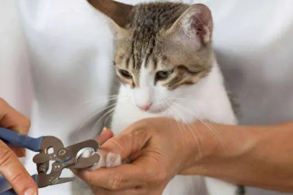给猫咪剪指甲的诀窍,趁它打瞌睡的间隙修剪