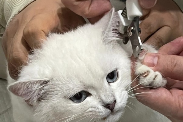给猫咪剪指甲的诀窍,趁它打瞌睡的间隙修剪