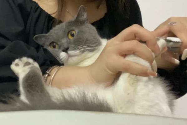 给猫咪剪指甲的诀窍,趁它打瞌睡的间隙修剪