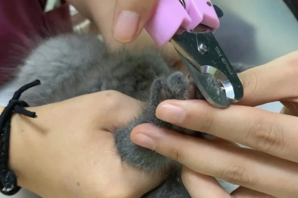 给猫咪剪指甲的诀窍,趁它打瞌睡的间隙修剪